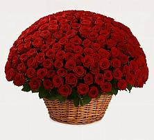 Премиум букет из: Розы в Зуевке Курской области